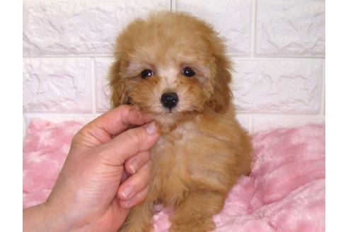 成約済の茨城県のトイプードル-89738の2枚目