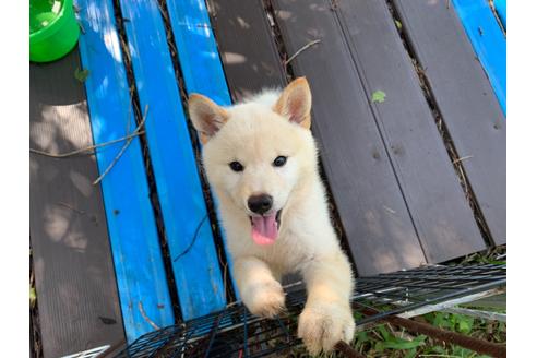 成約済の茨城県の柴犬-89745の1枚目