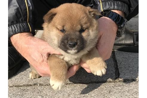 成約済の長崎県の柴犬-88553の5枚目