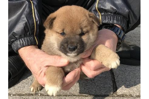 成約済の長崎県の柴犬-88553の4枚目