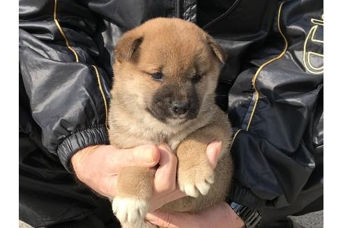 成約済の長崎県の柴犬-88553の3枚目