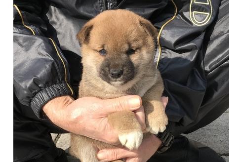 成約済の長崎県の柴犬-88553の2枚目