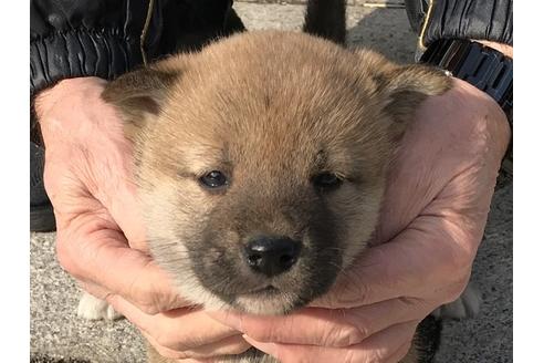 成約済の長崎県の柴犬-88556の1枚目