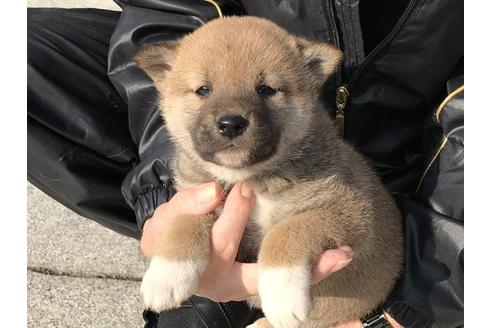 成約済の長崎県の柴犬-88556の5枚目