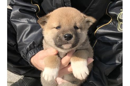 成約済の長崎県の柴犬-88556の4枚目