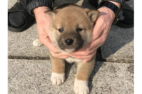 成約済の長崎県の柴犬-88556の3枚目