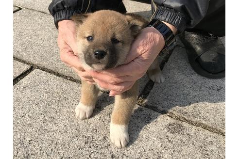 成約済の長崎県の柴犬-88556の2枚目