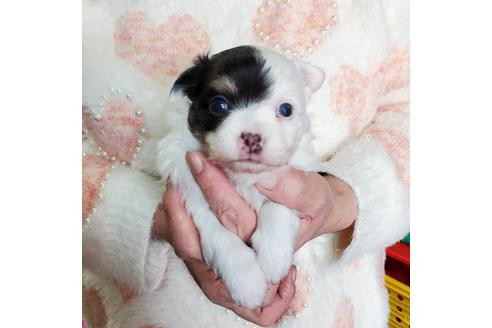 成約済の京都府のチワワ(ロングコート)-89776