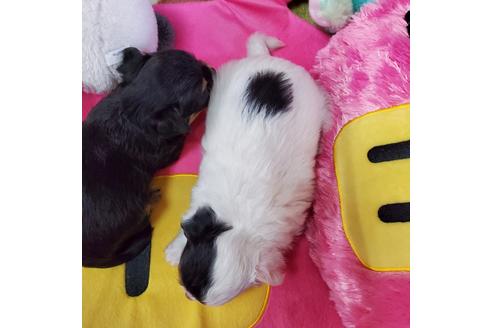 成約済の京都府のチワワ(ロングコート)-89776の2枚目