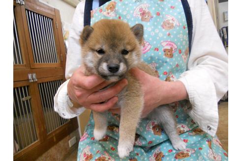 成約済の東京都の柴犬-89142の1枚目