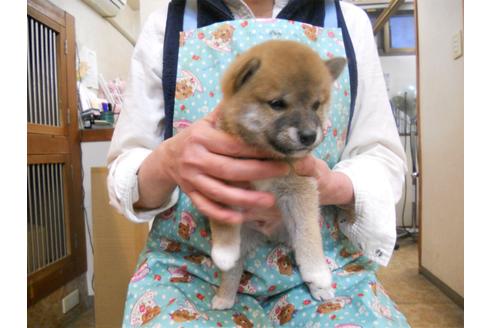 成約済の東京都の柴犬-89142の3枚目