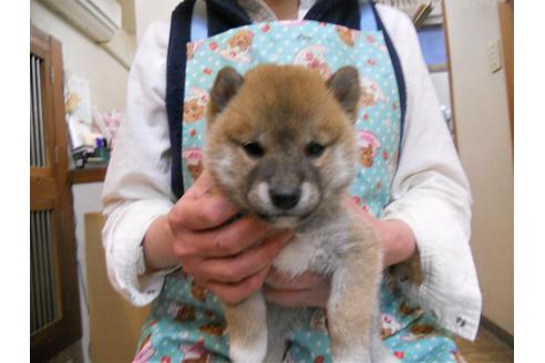 成約済の東京都の柴犬-89142の2枚目