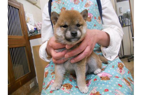 成約済の東京都の柴犬-88614の1枚目