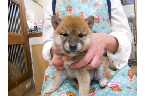 成約済の東京都の柴犬-88614の3枚目