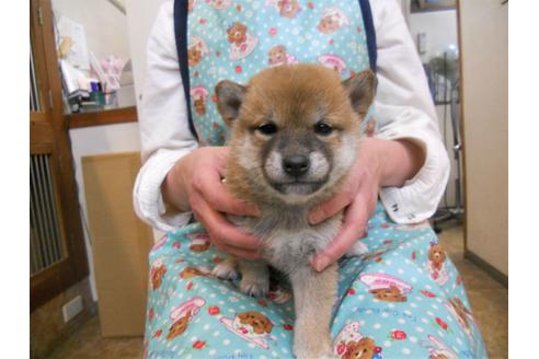 成約済の東京都の柴犬-88614の2枚目