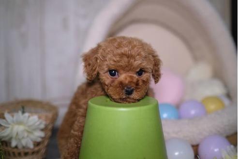 成約済の滋賀県のトイプードル-88815の1枚目