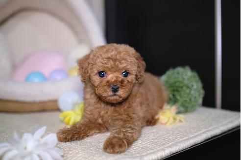 成約済の滋賀県のトイプードル-88815の2枚目