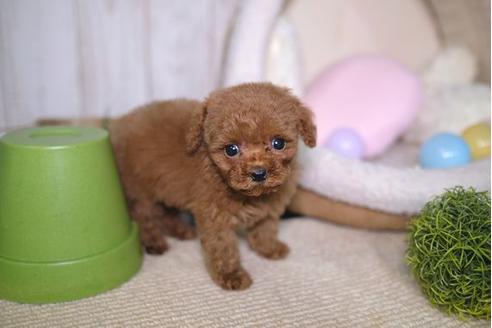 成約済の滋賀県のトイプードル-88816の2枚目