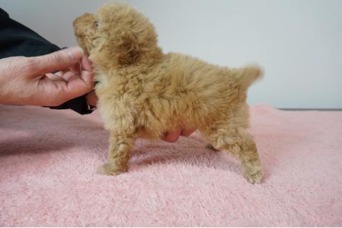 成約済の奈良県のトイプードル-88944の3枚目