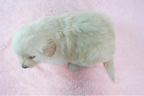 成約済の奈良県のゴールデンレトリーバー-89816の2枚目