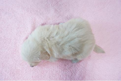 成約済の奈良県のゴールデンレトリーバー-89824の2枚目