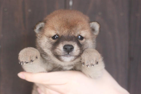 子犬