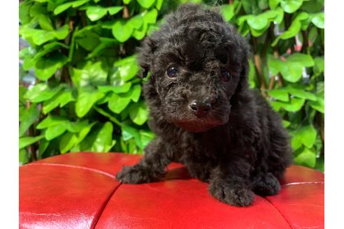 成約済の京都府のトイプードル-89858