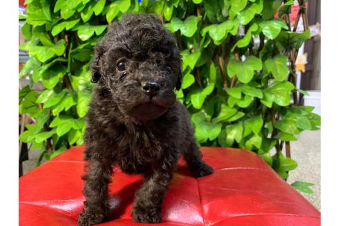 成約済の京都府のトイプードル-89858の6枚目