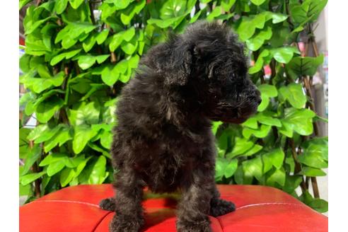 成約済の京都府のトイプードル-89858の5枚目