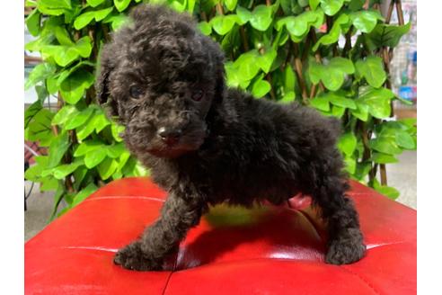 成約済の京都府のトイプードル-89858の4枚目