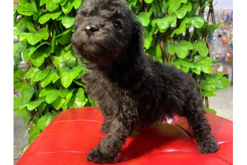 成約済の京都府のトイプードル-89858の3枚目