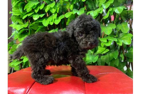 成約済の京都府のトイプードル-89858の2枚目