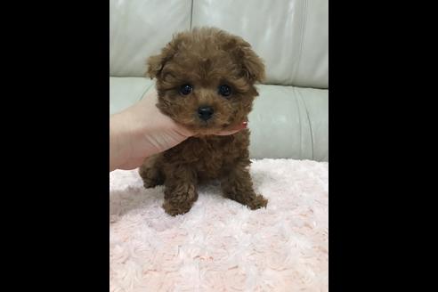 成約済の愛媛県のティーカッププードル-89867の1枚目