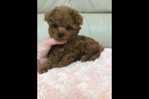 成約済の愛媛県のティーカッププードル-89867の4枚目