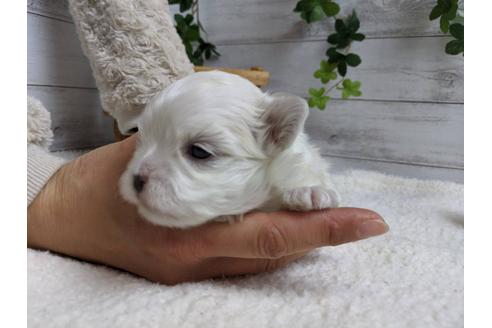 成約済の静岡県のマルチーズ-89939の8枚目