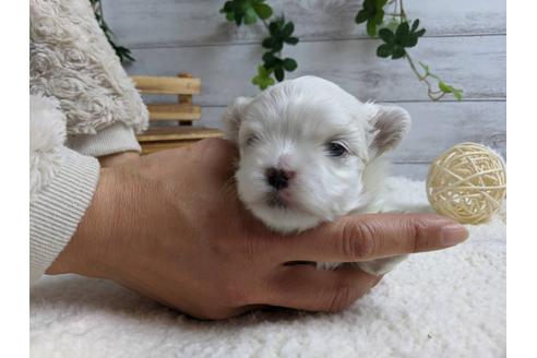 成約済の静岡県のマルチーズ-89939の6枚目