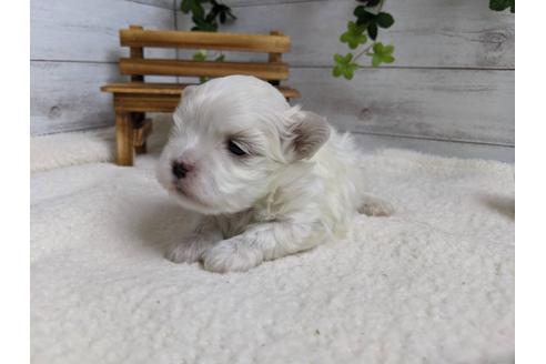 成約済の静岡県のマルチーズ-89939の7枚目