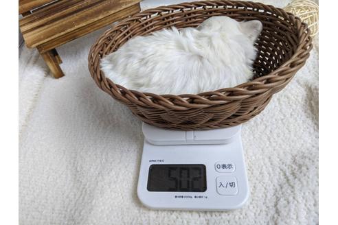 成約済の静岡県のマルチーズ-89939の4枚目