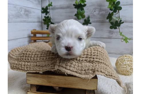 成約済の静岡県のマルチーズ-89939の5枚目