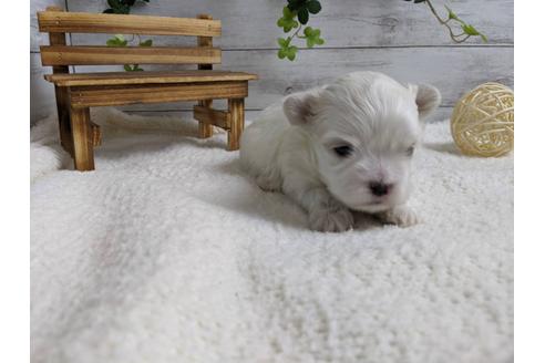 成約済の静岡県のマルチーズ-89939の3枚目