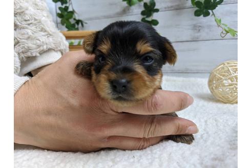 成約済の静岡県のヨークシャーテリア-89940