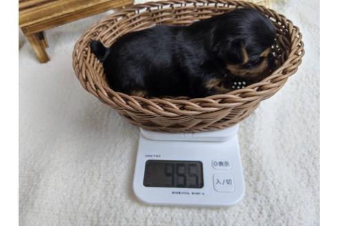 成約済の静岡県のヨークシャーテリア-89940の3枚目