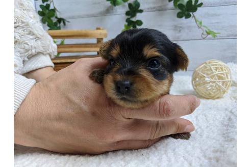 成約済の静岡県のヨークシャーテリア-89940の2枚目