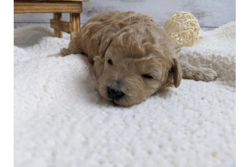 成約済の静岡県のトイプードル-89944の1枚目