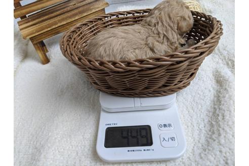 成約済の静岡県のトイプードル-89944の2枚目