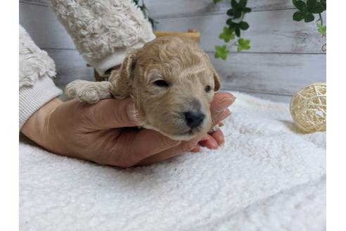 成約済の静岡県のトイプードル-89944の3枚目