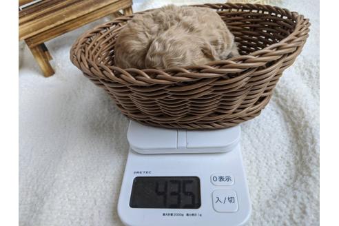成約済の静岡県のトイプードル-89945の2枚目