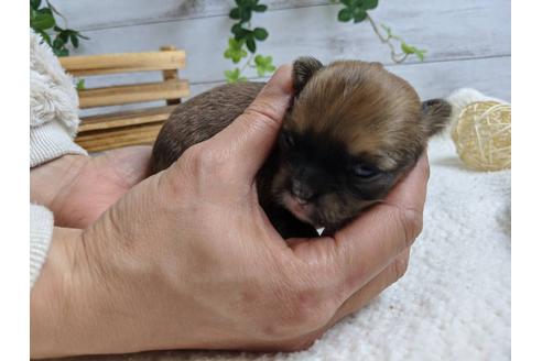 成約済の静岡県のチワワ(ロングコート)-89947の11枚目