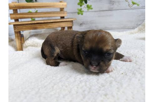 成約済の静岡県のチワワ(ロングコート)-89947の10枚目