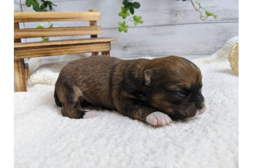 成約済の静岡県のチワワ(ロングコート)-89947の9枚目